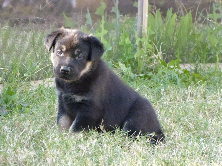 chinook dog